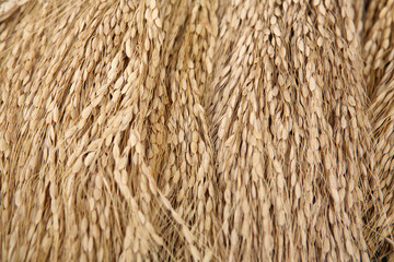Harvested brown rice, Bali, Indonesia