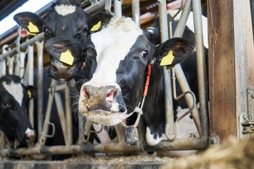 Milchkühe im modernen Kuhstall blicken durch Fressgitter