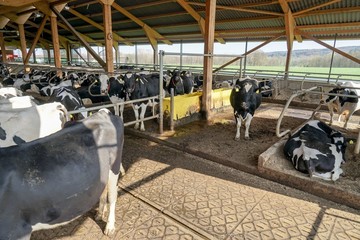 Kühe im modernen Kuhstall mit eingestreuten Liegeflächen