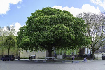 Green tree in the city