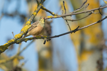 Ortolan (Emberiza hortulana)