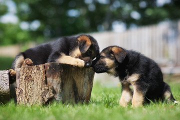 Two german shepherd puppies having fun