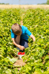 Young boy picking strawberries