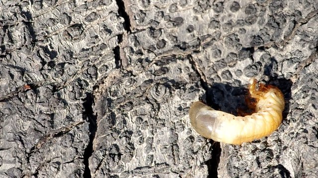 Larva of cockchafer on a wooden bark
