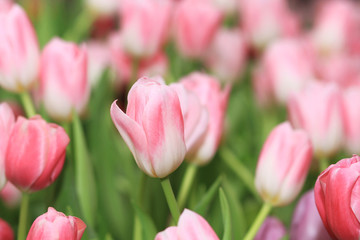 Obraz na płótnie Canvas Pink tulip flowers