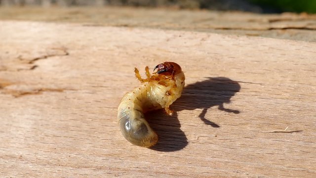 Larva of cockchafer on a wooden bark
