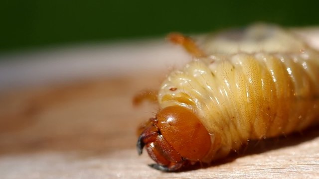 Larva of cockchafer on a wooden bark

