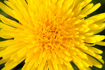 the dandelion flower macro shot