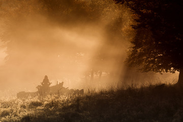 Fototapeta na wymiar Silhouette of woman meditating in forest in a foggy morning
