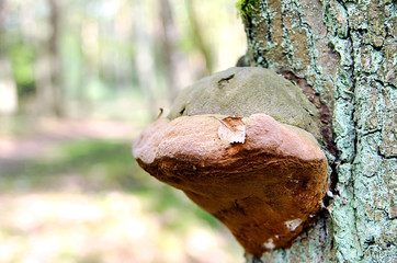 Fototapeta premium Polypore fungus oak tree in the forest
