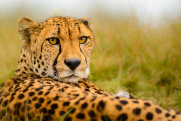 Cheetah (Acinonyx jubatus) staring at the camera