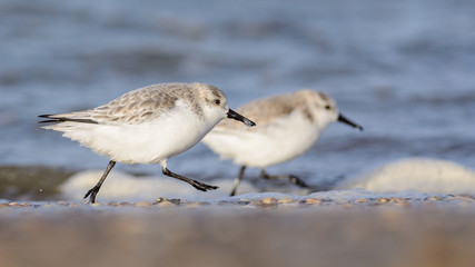 Sanderling (Calidris alba) running amongst the shore.