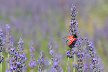 Red butterfly on Lavender flowers