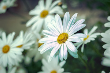 Obraz premium group of white daisies