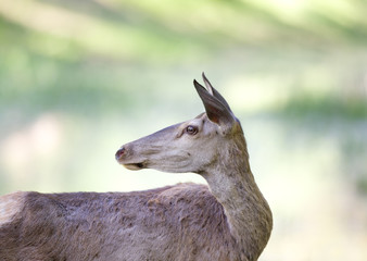 Hind portrait