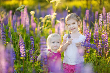 Two cute little sisters in blooming lupine field