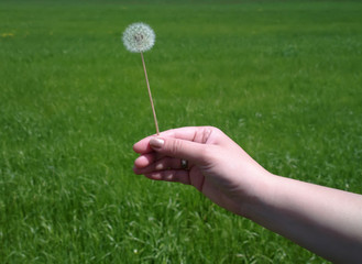 Dandelion in hand