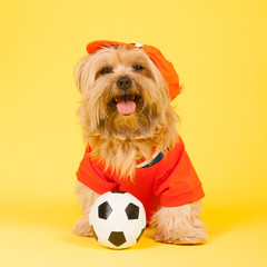 Dutch soccer dog