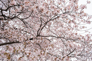 満開の桜