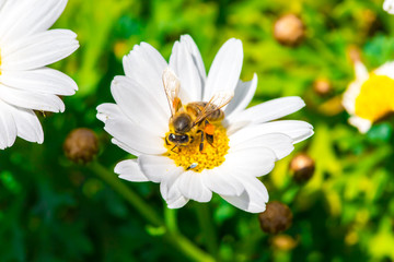 Obraz premium Kamille und Bienen