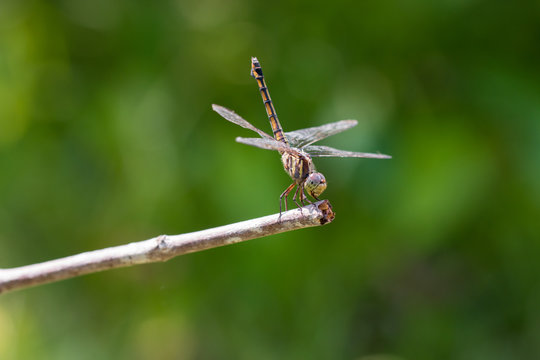closeup of beautiful dragonflies on  green background