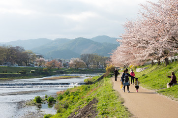 Obraz premium 賀茂川の桜