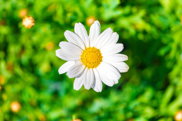 Fototapeta premium Kamille und Bienen