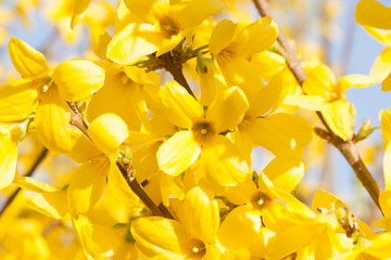 Obraz premium The Manchurian aralia yellow flowers