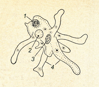 Amoeba Proteus Images – Browse 580 Stock Photos, Vectors, and Video ...