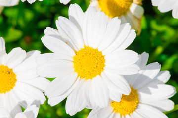 Kamille und Bienen
