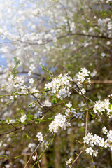 
Blossoming branch with white flowers