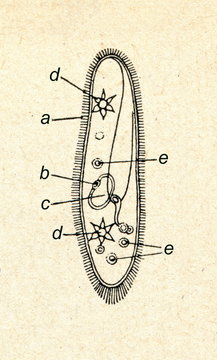 Cell structure of a ciliophoran Paramecium caudatum