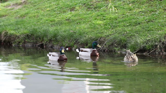 Ducks, swimming in a lake, eating bread