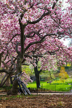 Bicycles Under a Tree in Spring, Central Park New York City