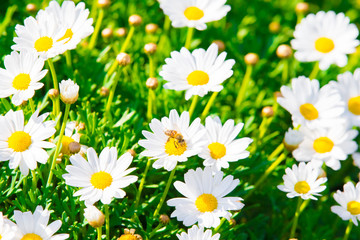 Kamille und Bienen