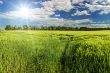 Obraz premium Sunshine over the spring green field, South Moravia, Czech