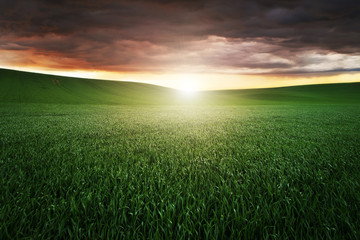 Sunset over the green field