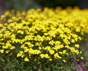Alyssum flowers