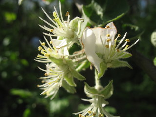 Весенняя цветотерапия в вишневом саду