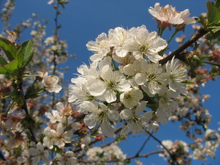 Весенняя цветотерапия в вишневом саду