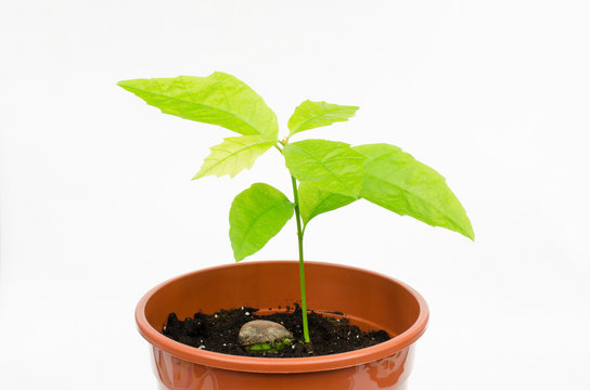 S&auml;mling einer Rot-Eiche 1 Monat nach Keimung