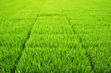 Obraz na płótnie Canvas Seedlings for planting rice with machines.