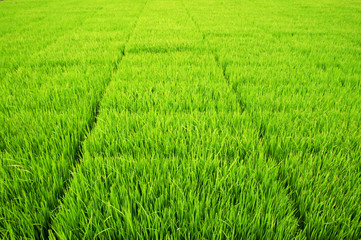 Obraz premium Seedlings for planting rice with machines.