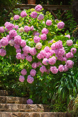 Floral postcard for your design