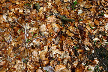 leaves on forest bottom
