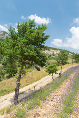 Fototapeta na wymiar Landscape in the French Drome with tree