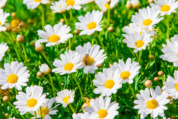Obraz premium Kamille und Bienen
