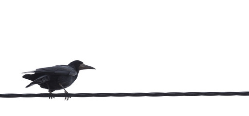 Raven on a power line - isolated on white.