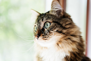 cat looking out the window © Valeri Luzina