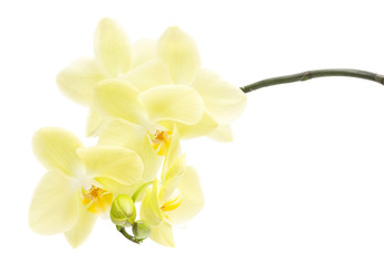 Yellow orchid on a white background
